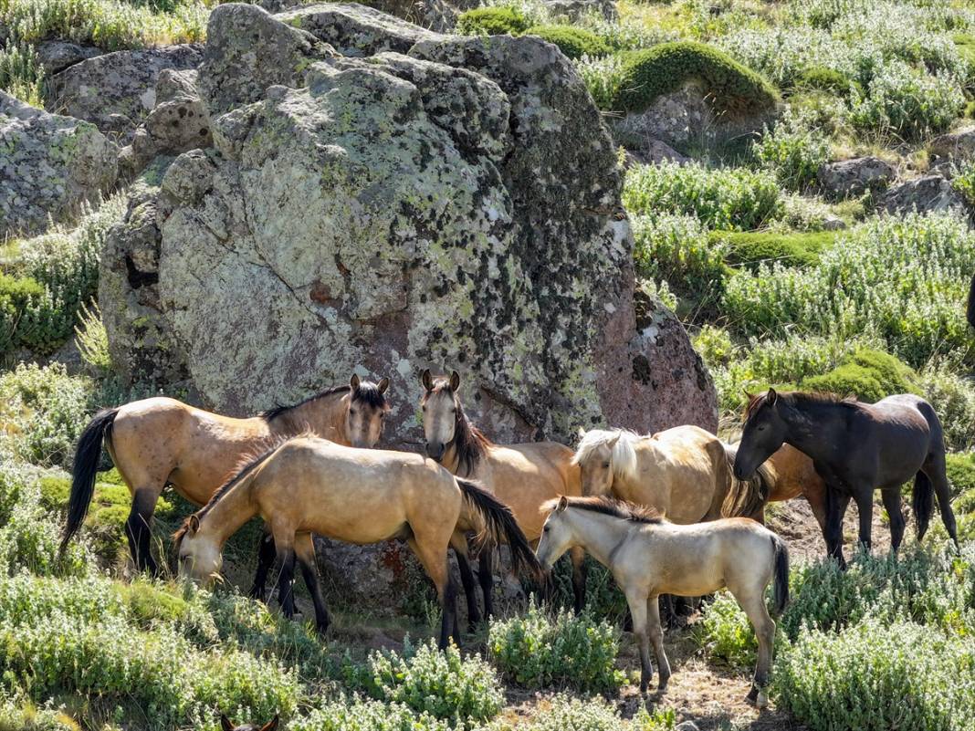 Konya Ovası’na bakan zirvede yılkı atlarıyla büyüleyici manzara 1